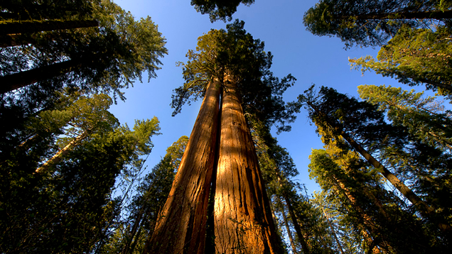 Via Redwoodenviroment.weebly.com